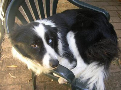 dog with white and black fur